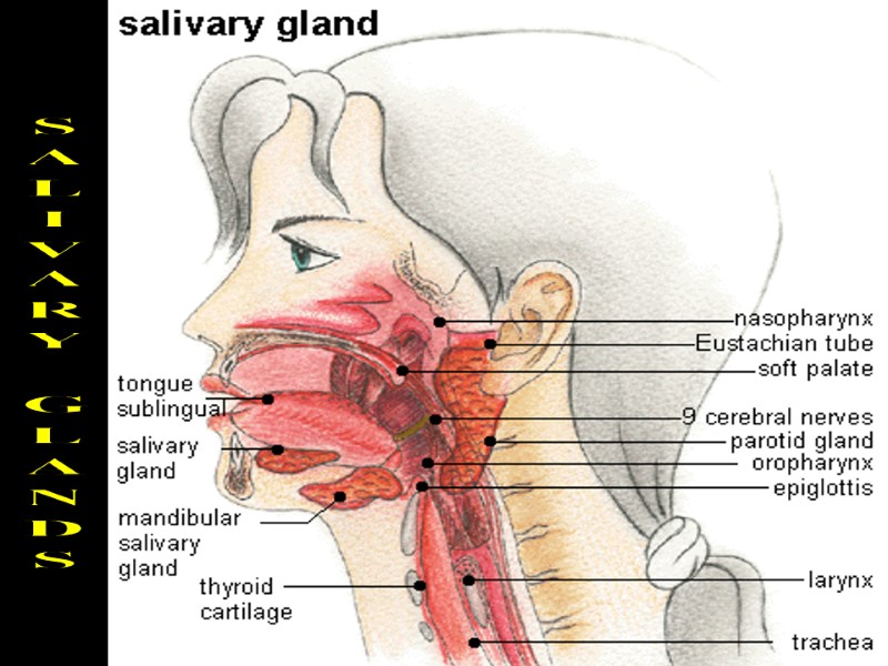 SALIVARY GLANDS